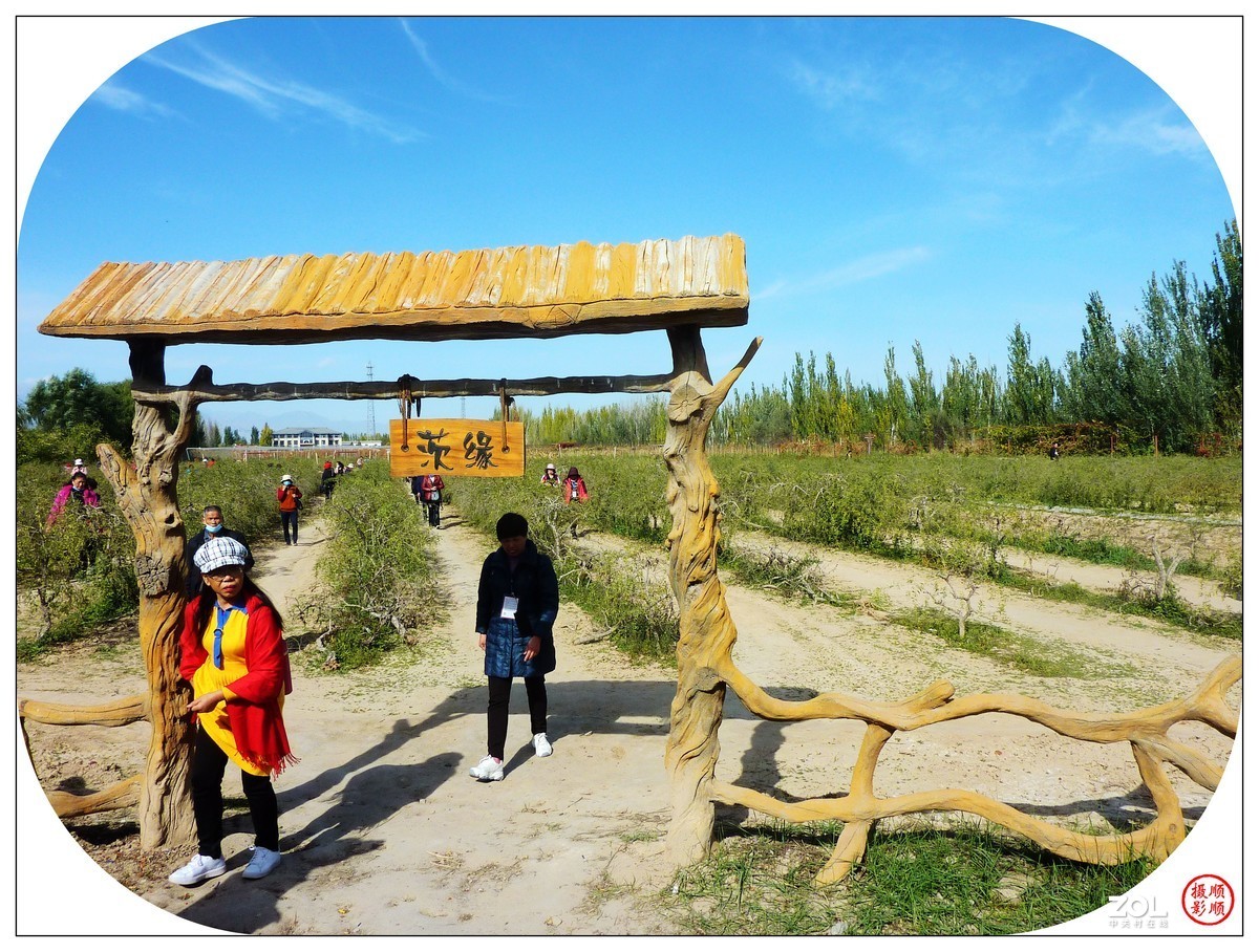 旅游随拍-----宁夏银川枸杞园