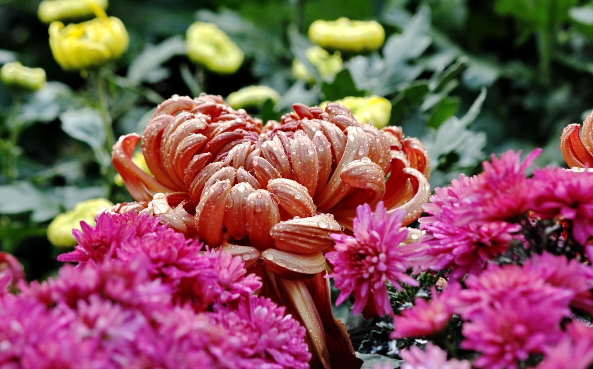 成都人民公园菊花