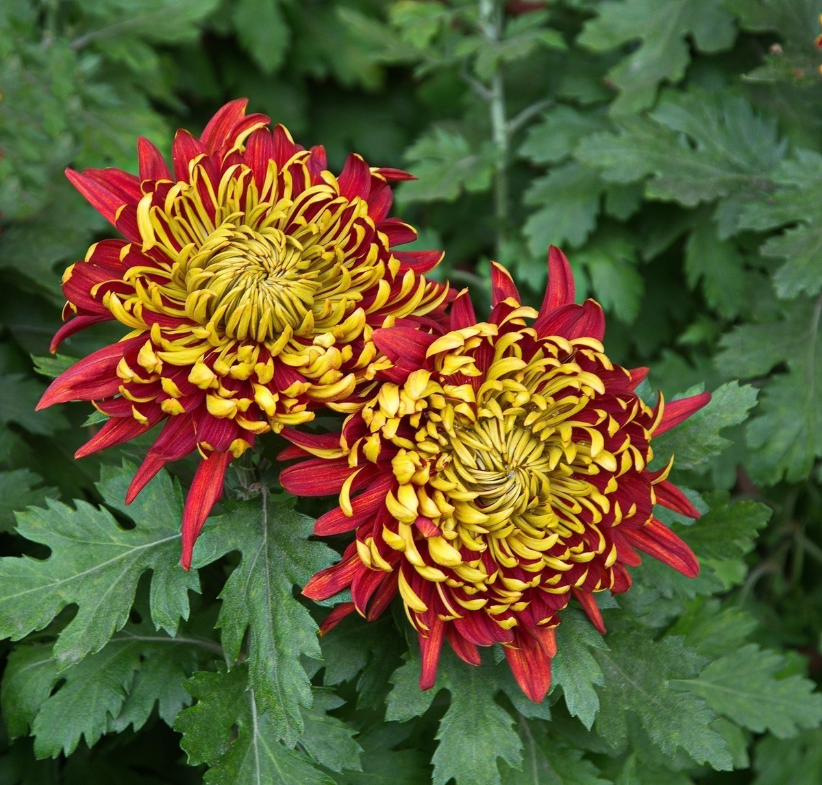 #版主坐堂#小五星空(中国)2021年11月精品荟萃