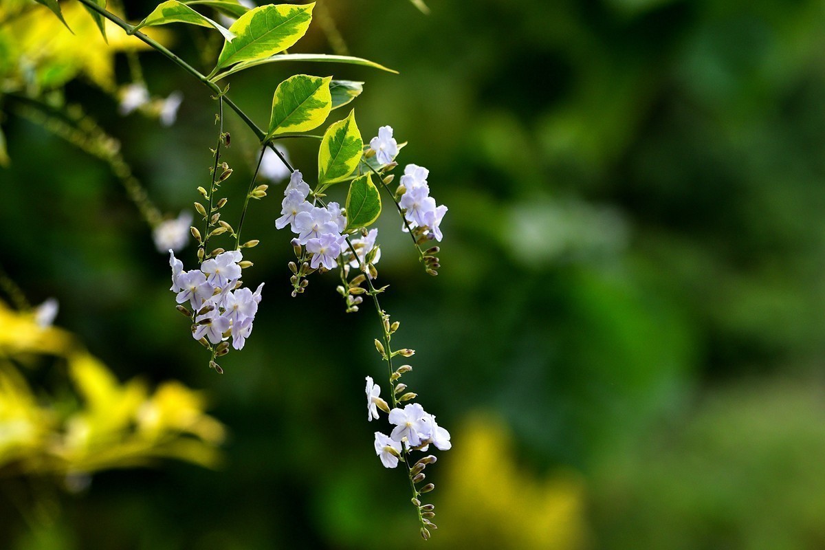 #版主坐堂#小五星空(中国)2021年11月精品荟萃