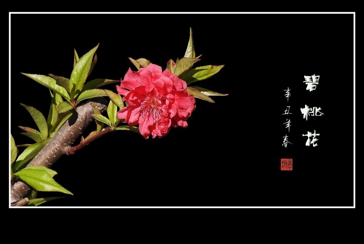 #版主坐堂#小五星空(中国)2021年11月精品荟萃