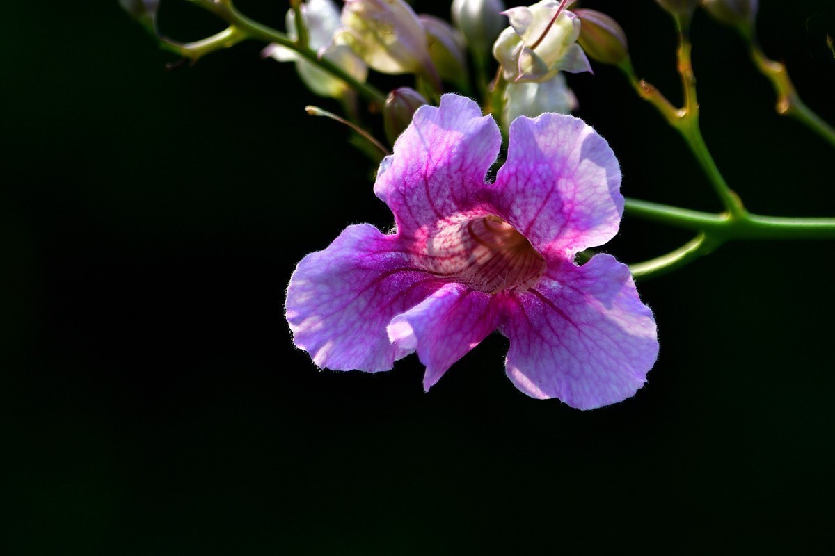 #版主坐堂#小五星空(中国)2021年11月精品荟萃