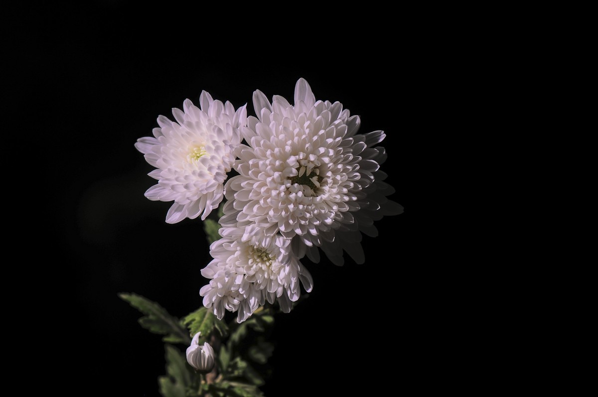 #版主坐堂#小五星空(中国)2021年11月精品荟萃