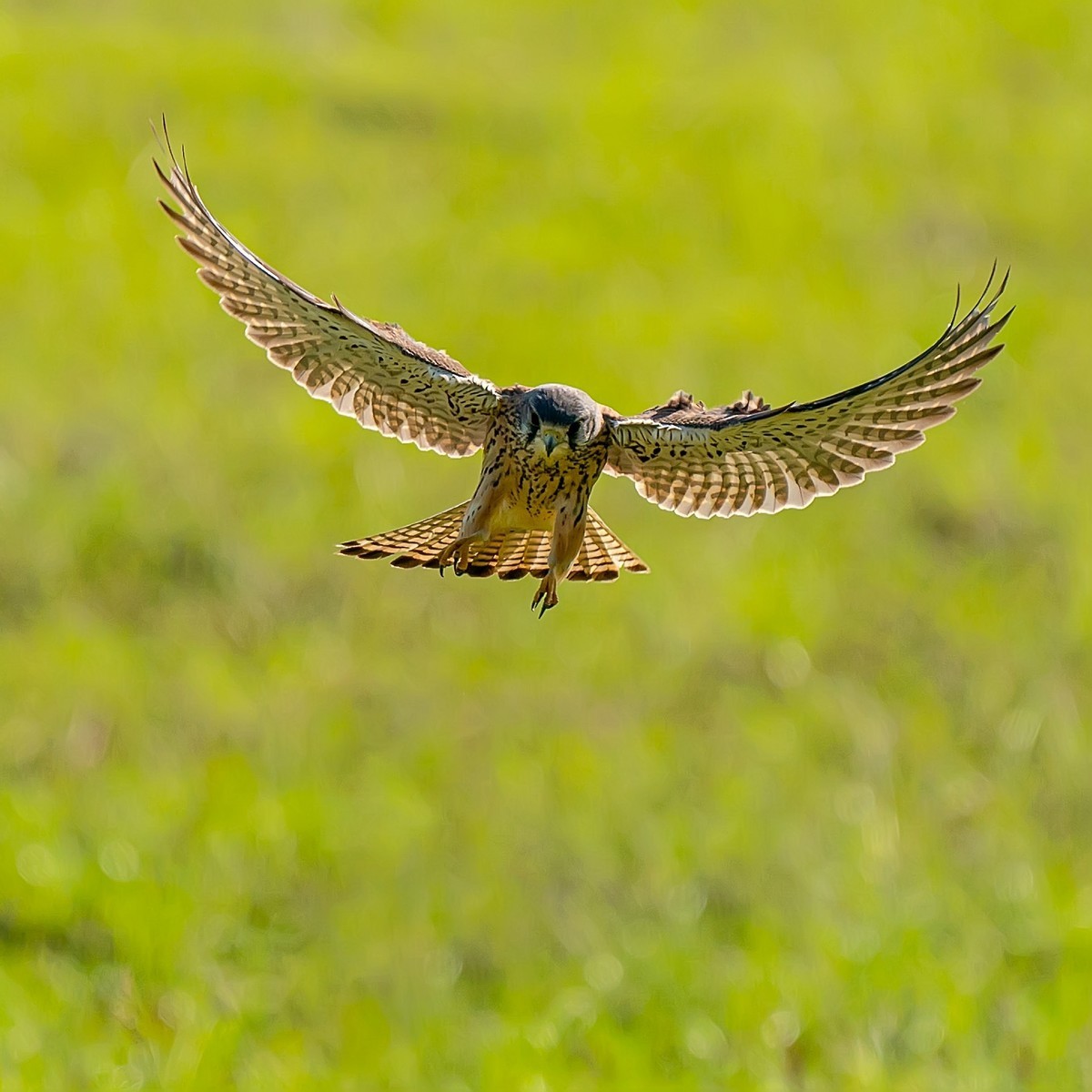 #版主坐堂#小五星空(中国)2021年11月精品荟萃