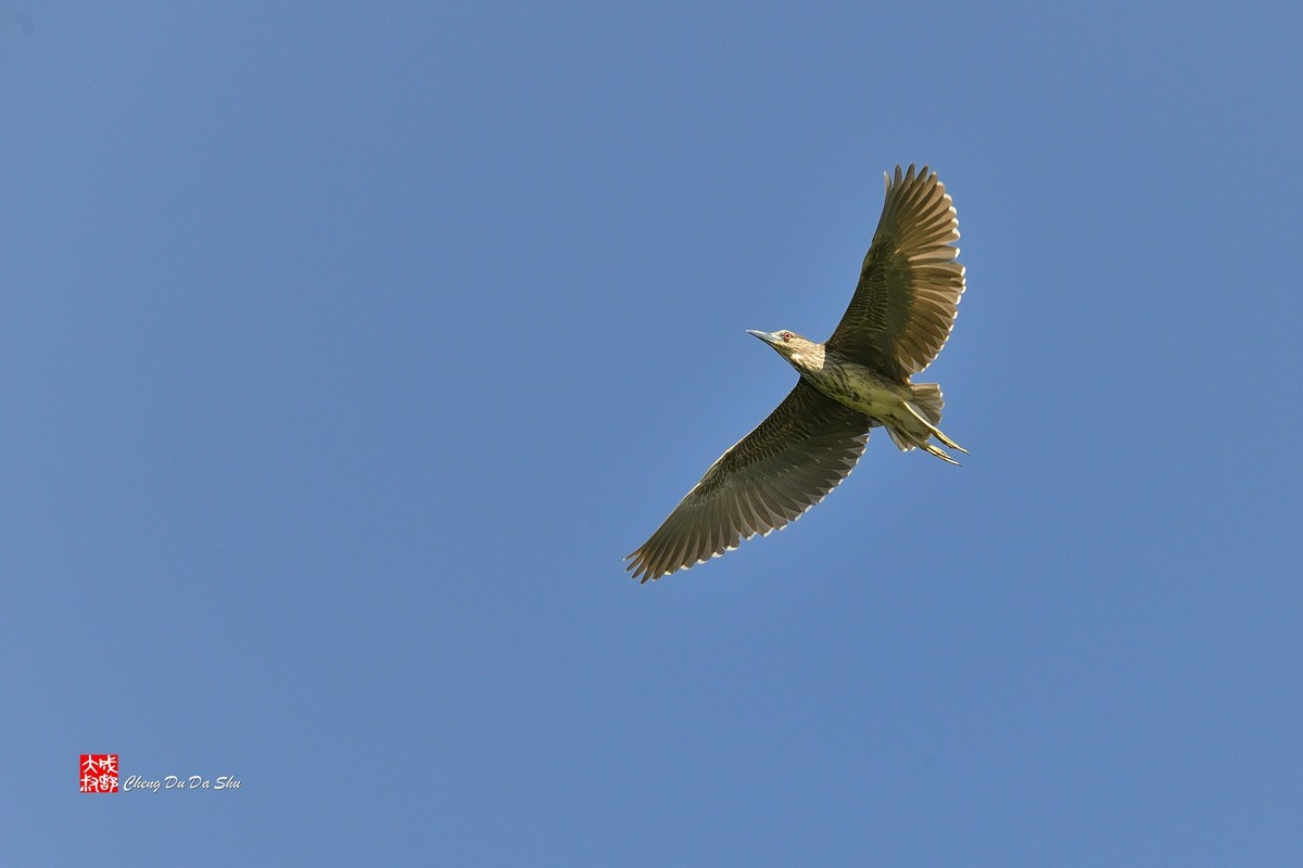 #版主坐堂#小五星空(中国)2021年11月精品荟萃