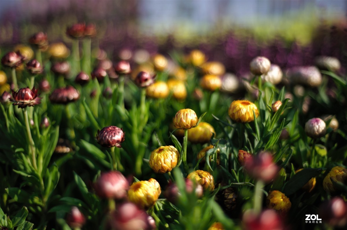 尼康D700  50MM 1.8D拍的片，大家觉昨怎么样？