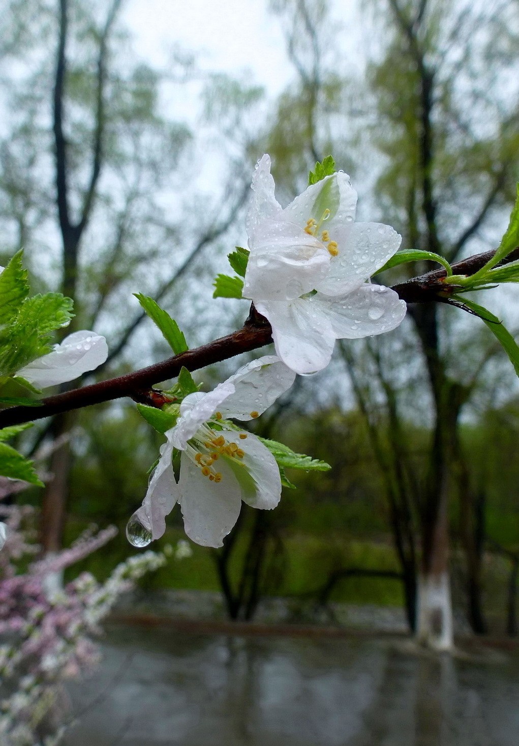 雨中花