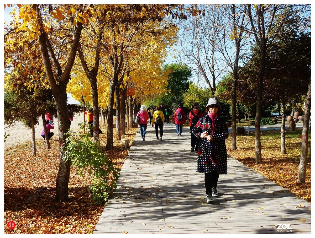 旅游随拍-----宁夏银川枸杞园