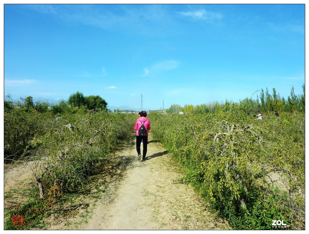 旅游随拍-----宁夏银川枸杞园