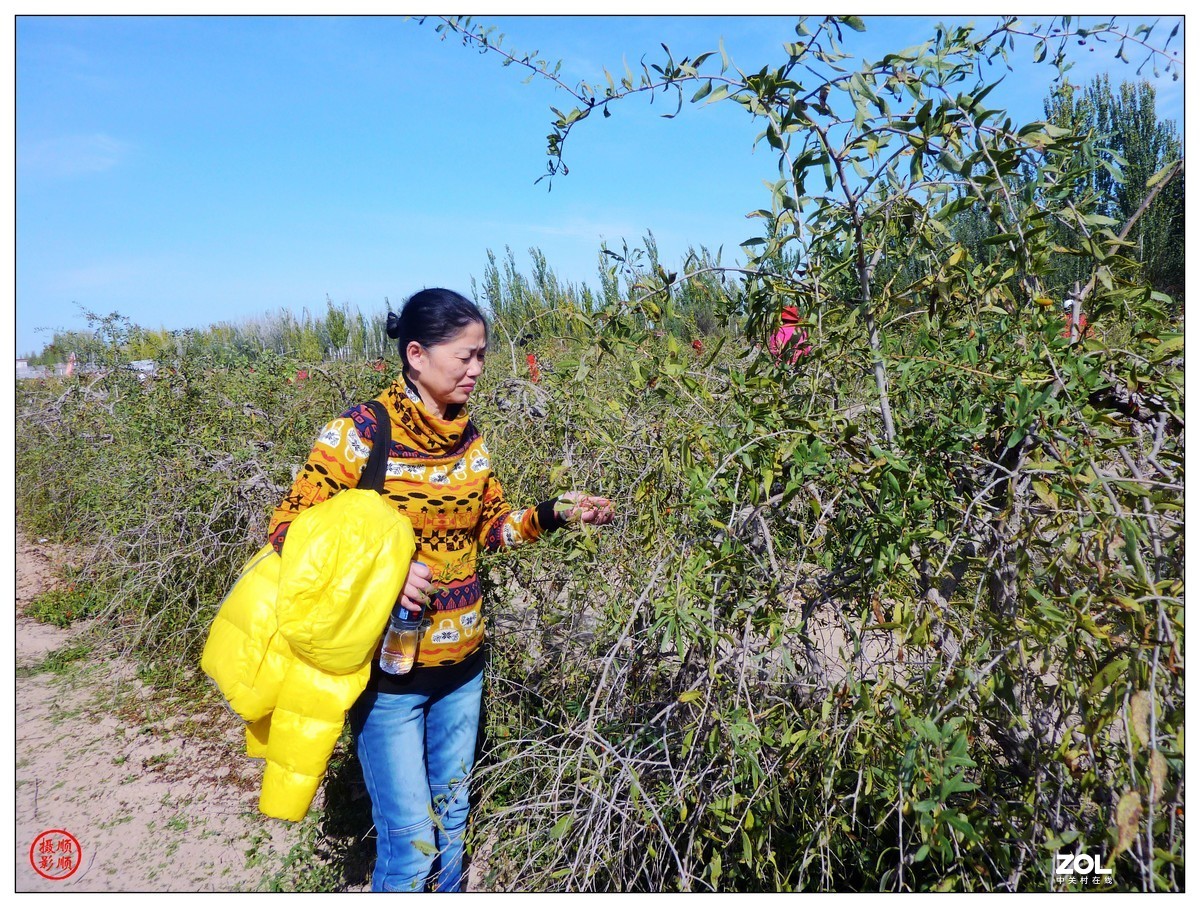 旅游随拍-----宁夏银川枸杞园