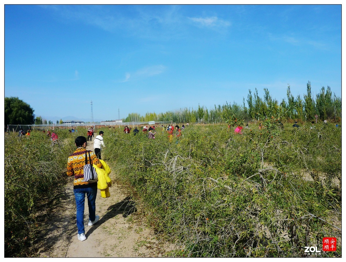 旅游随拍-----宁夏银川枸杞园