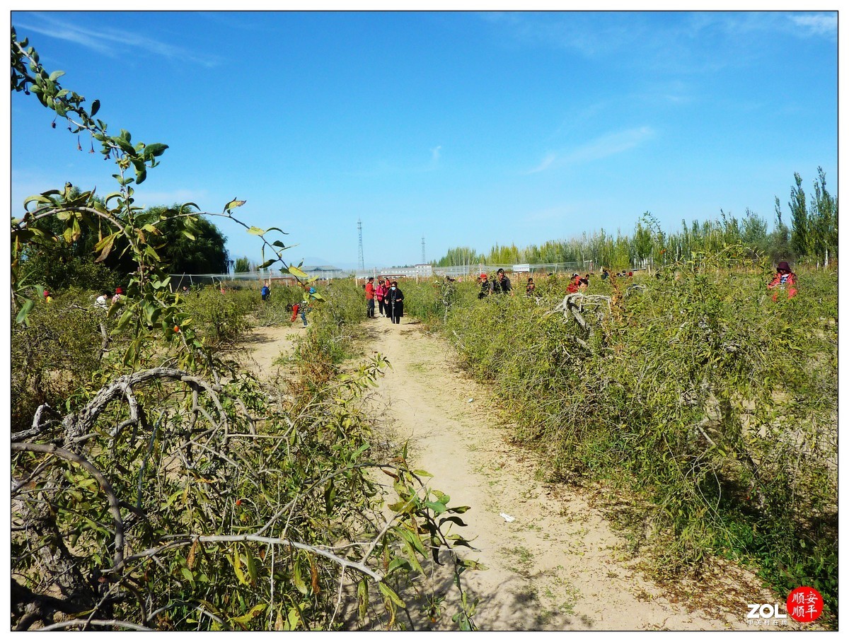 旅游随拍-----宁夏银川枸杞园