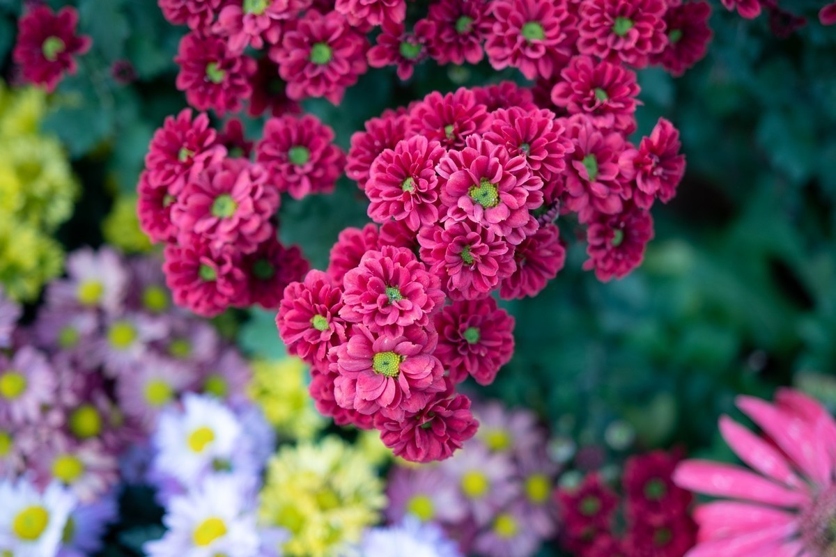 #版主坐堂#小五星空(中国)2021年11月精品荟萃