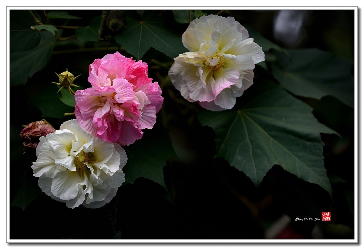 #版主坐堂#小五星空(中国)2021年11月精品荟萃