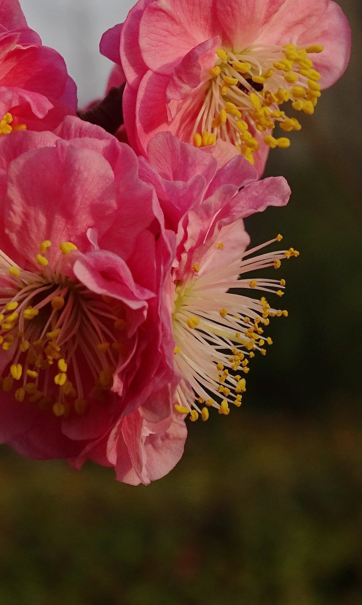 索尼hx400拍微距