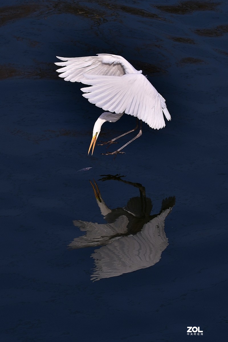 视觉光影小清河白鹭11