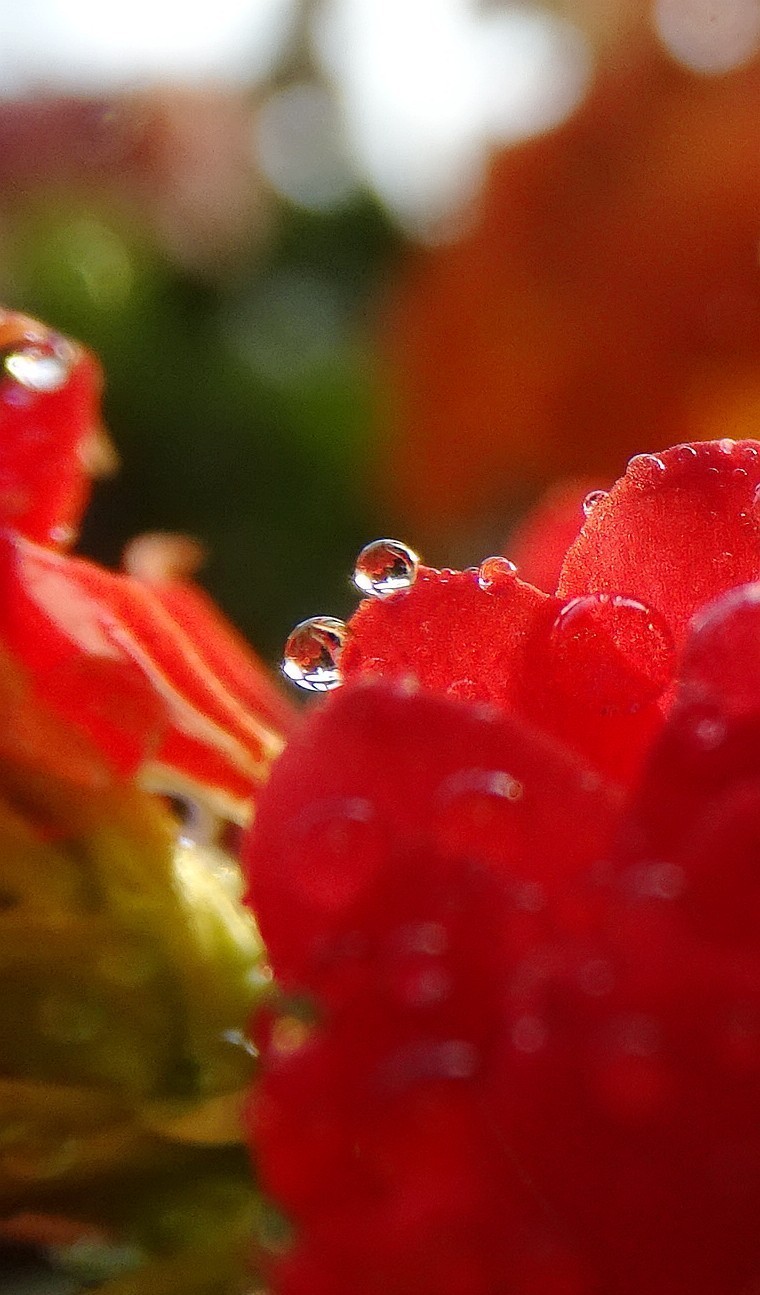 索尼hx400拍微距