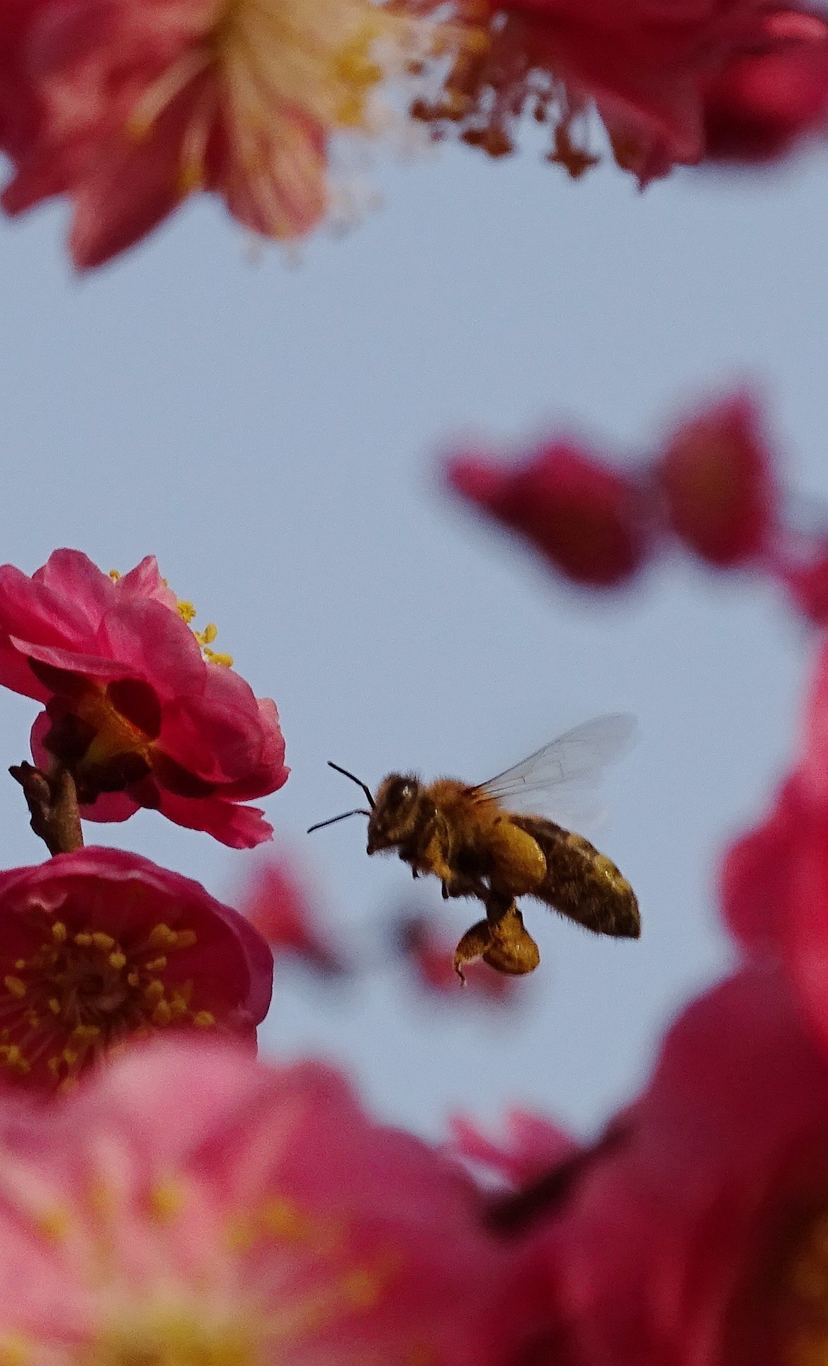 索尼hx400拍微距