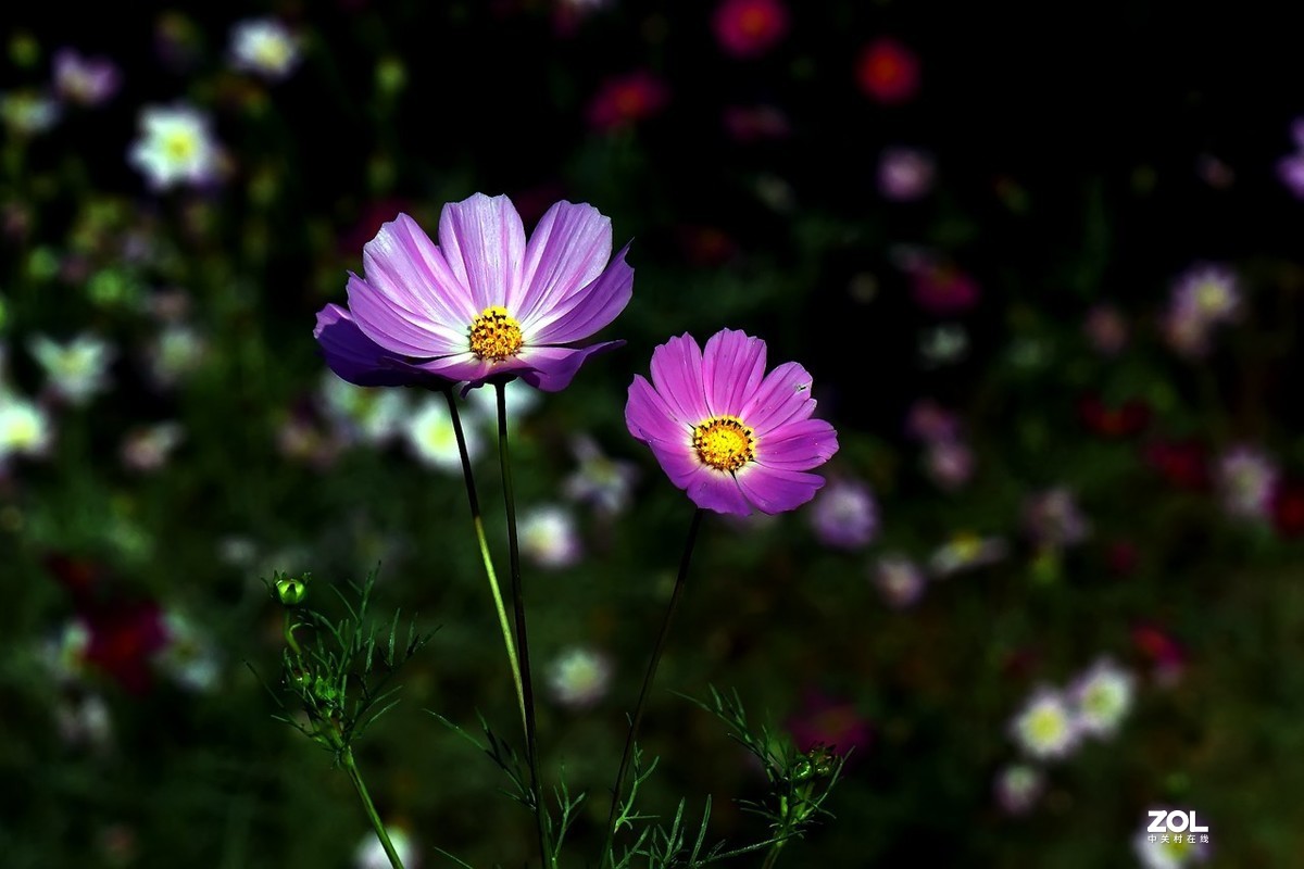 旧片_格桑花8
