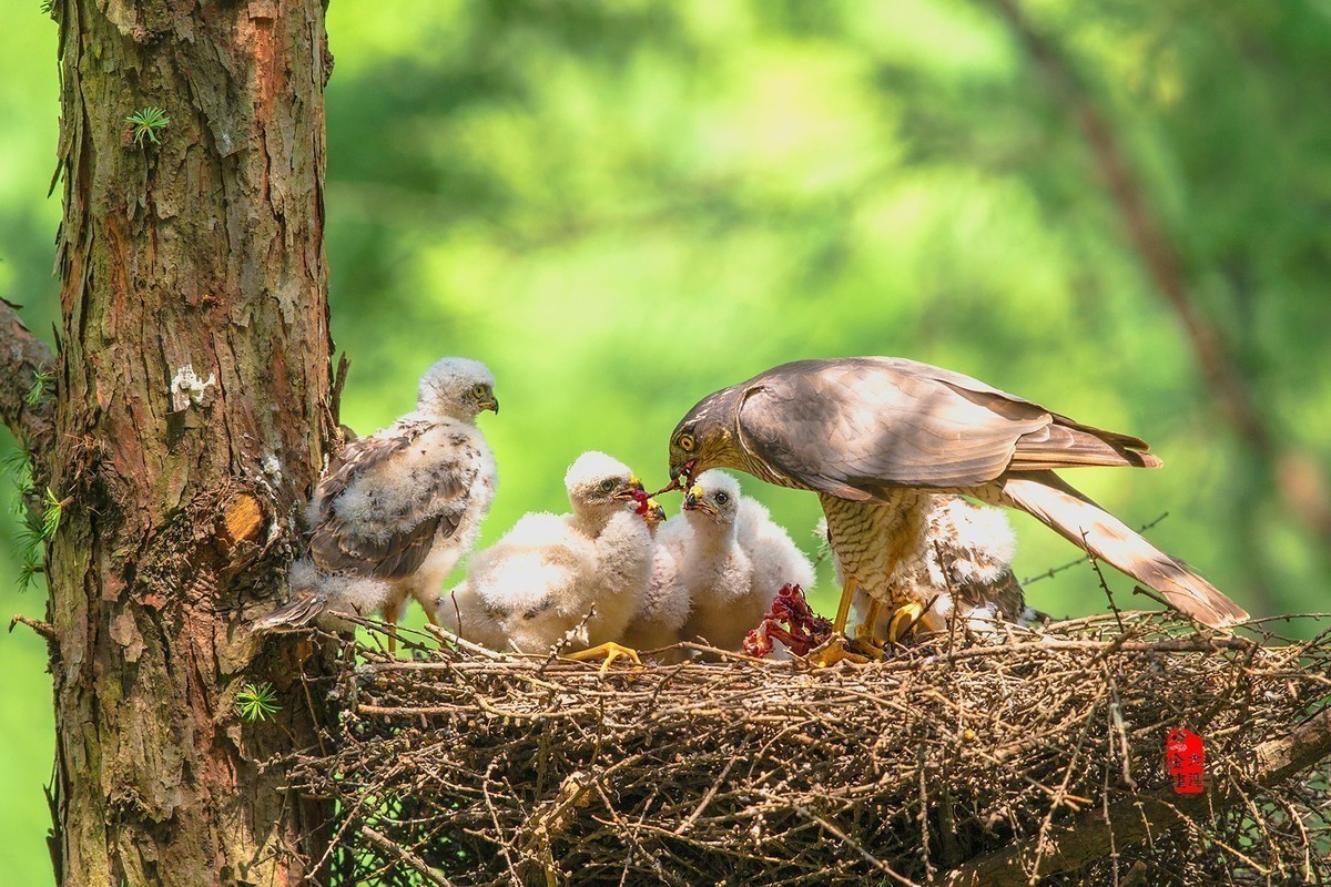 雀鹰喂雏