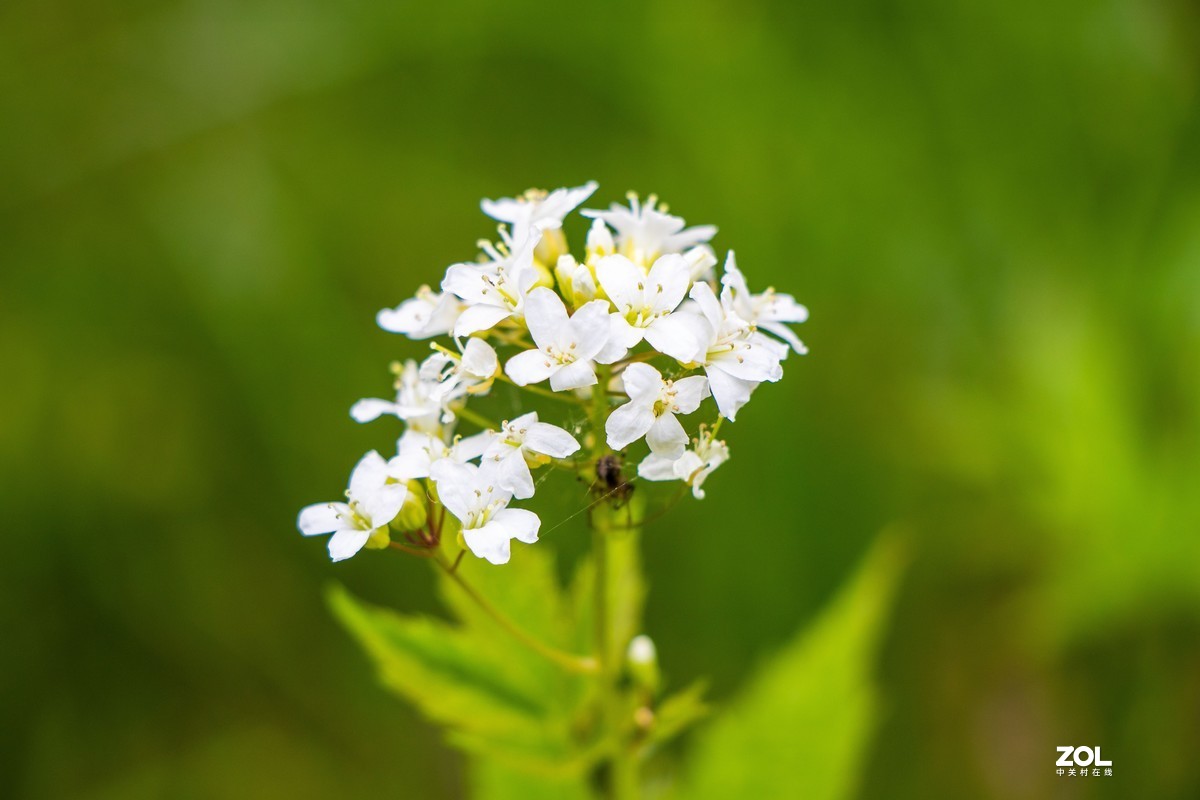 茅荆坝山花