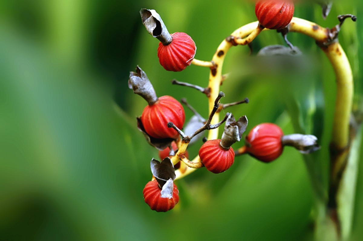 深秋艳山姜果熟