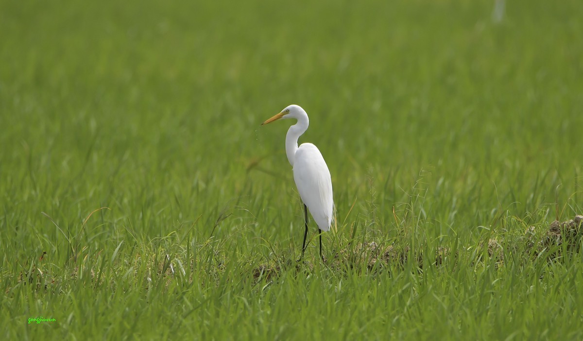 珠三角的鸟与XX