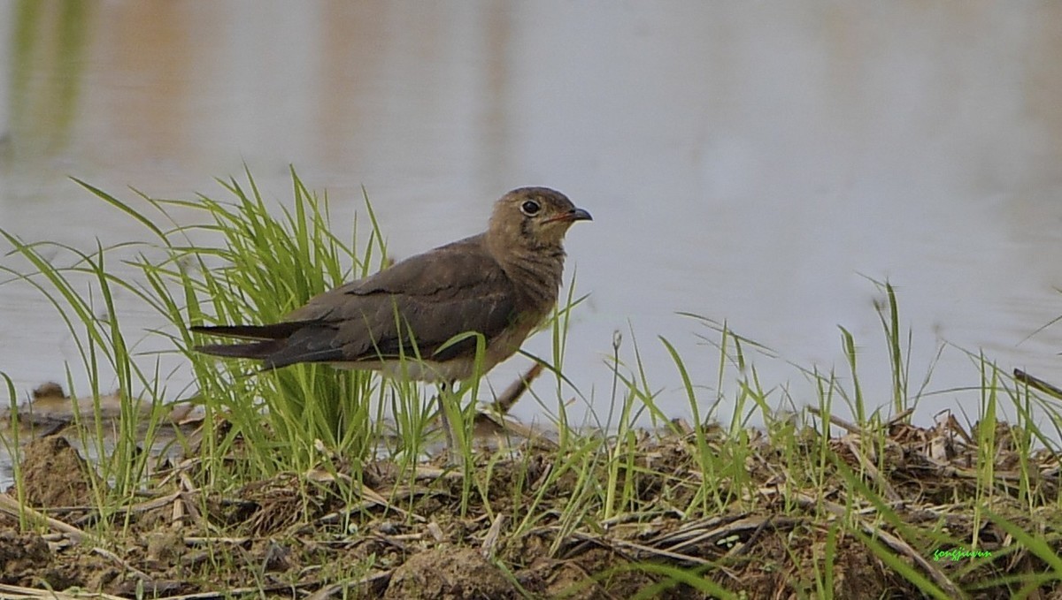 珠三角的鸟与XX