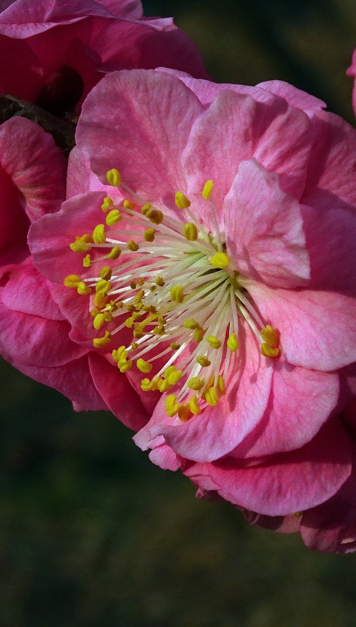 索尼hx400拍微距