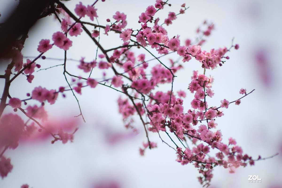 2021武汉梅园人像随拍