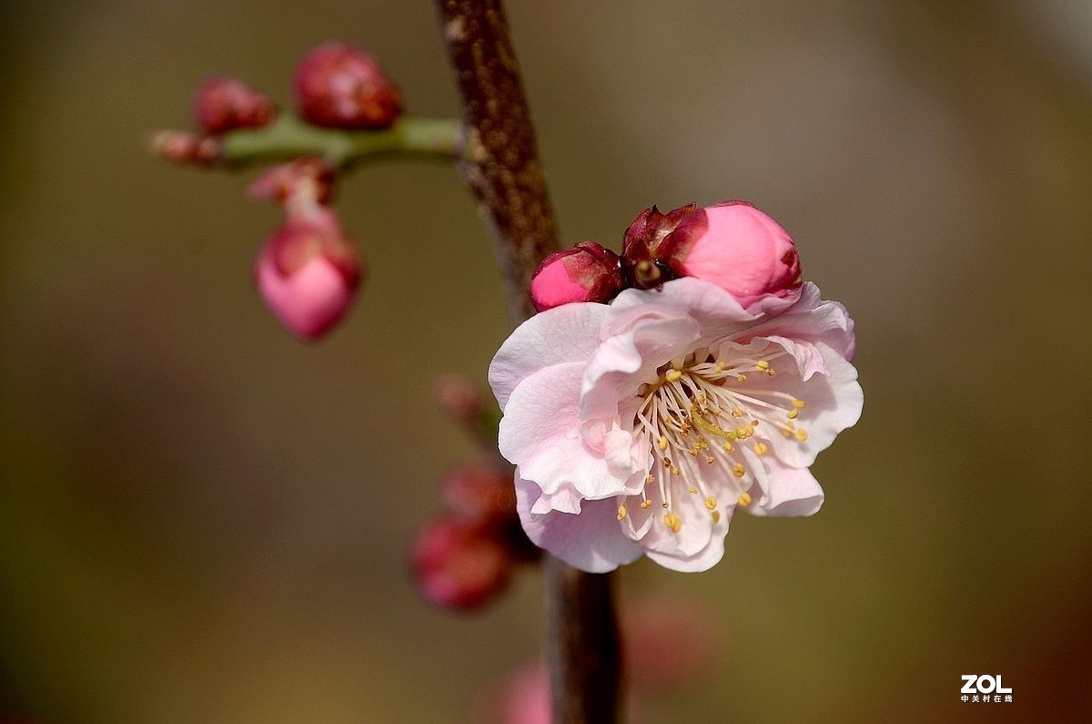 #版主坐堂#小五星空(中国)2021年3月精品荟萃