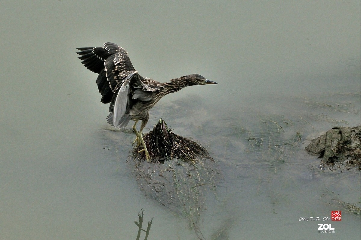 #版主坐堂#小五星空(中国)2021年3月精品荟萃