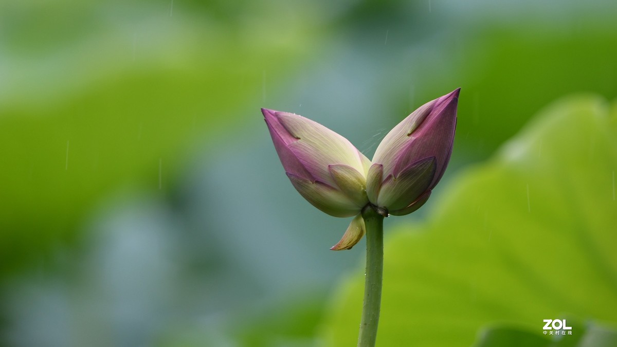 并蒂莲开好运来