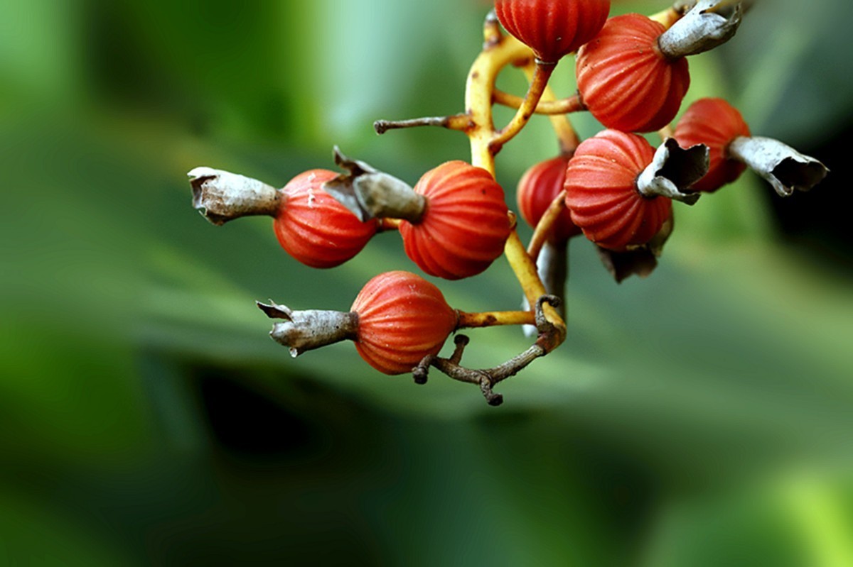 深秋艳山姜果熟