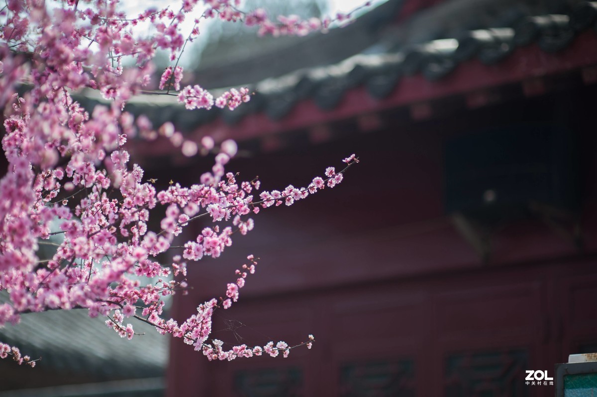 2021武汉梅园人像随拍