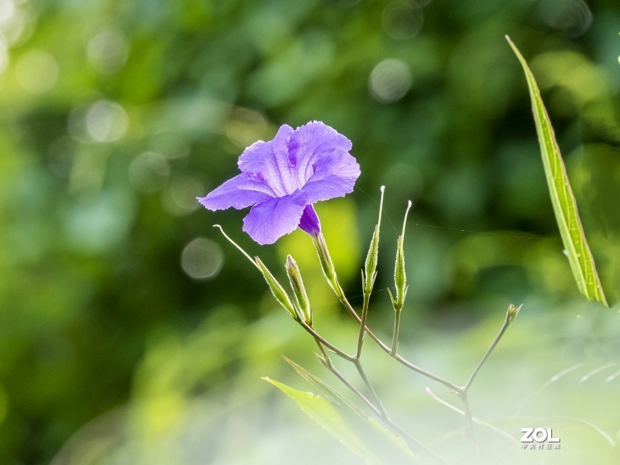 #版主坐堂#小五星空(中国)2021年3月精品荟萃