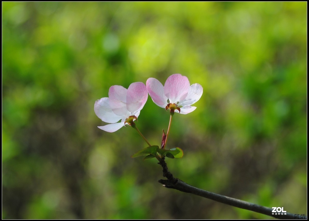 #版主坐堂#小五星空(中国)2021年3月精品荟萃