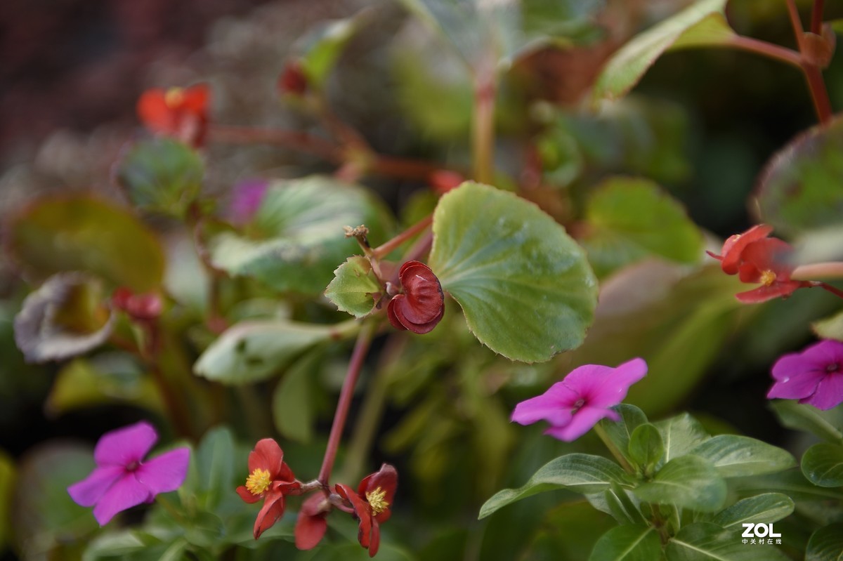 以下犯上（叁）24-70F/2.8G对比24-120F/4G（下）