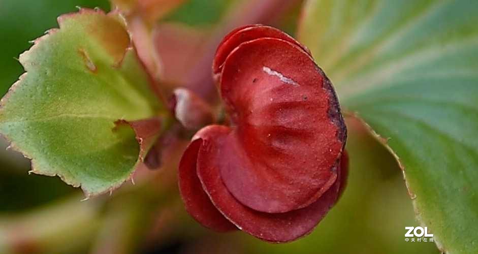 以下犯上（叁）24-70F/2.8G对比24-120F/4G（下）