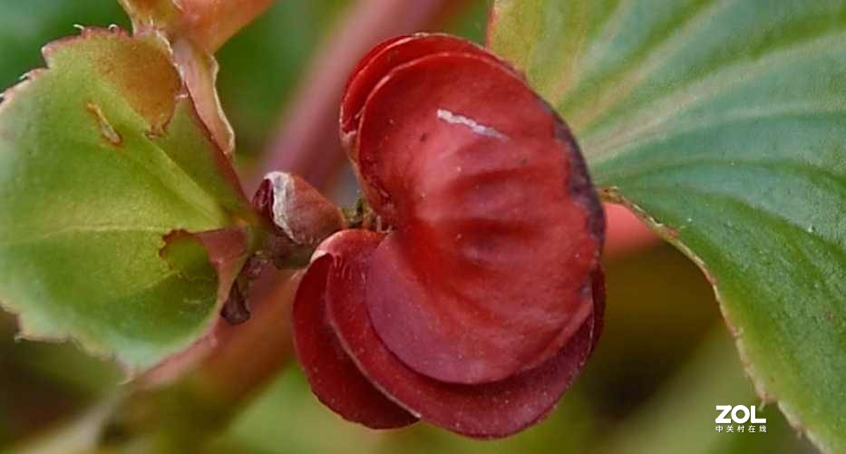 以下犯上（叁）24-70F/2.8G对比24-120F/4G（下）