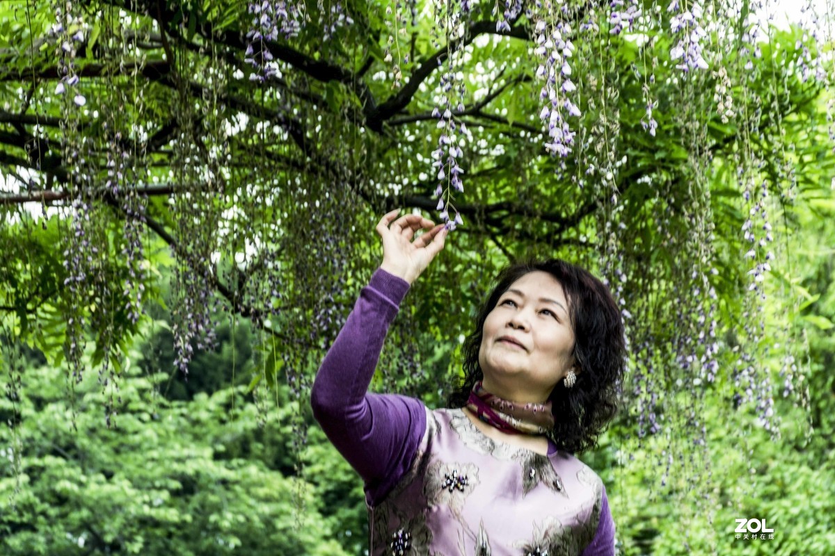 一串紫藤花,穿着紫色的连衣裙美女翩翩起舞.