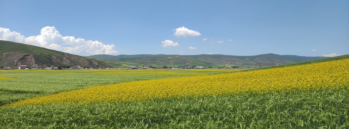 自驾游青海门源看百里油菜花海。