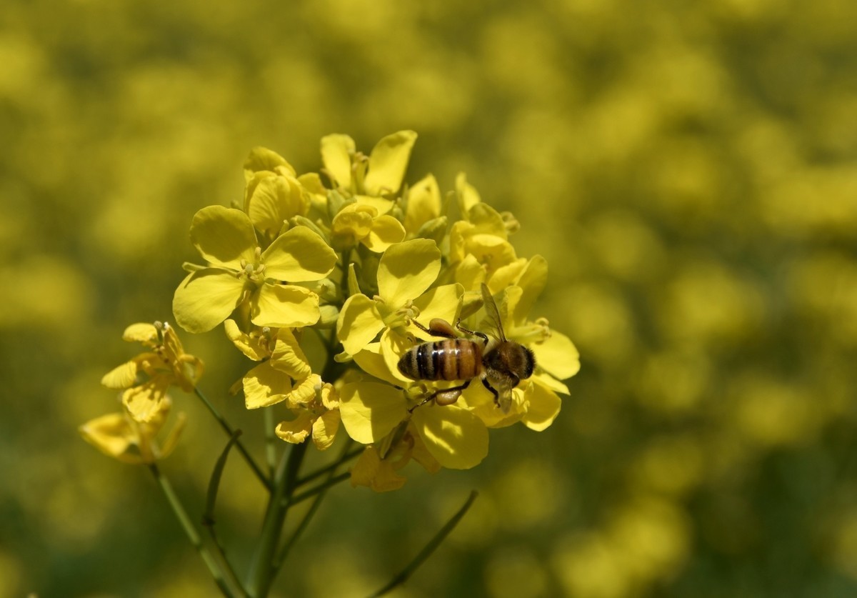 自驾游青海门源看百里油菜花海。