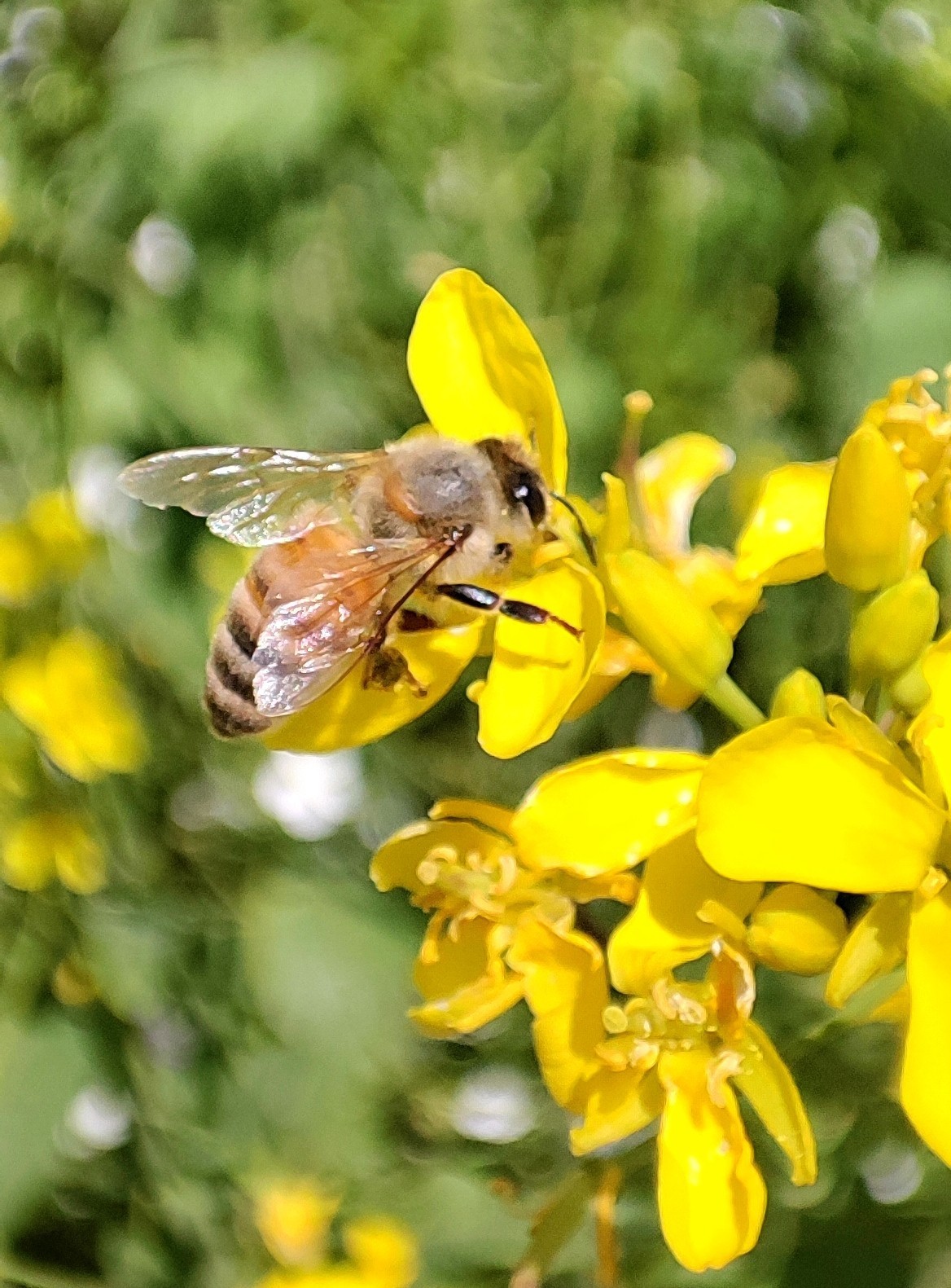 自驾游青海门源看百里油菜花海。