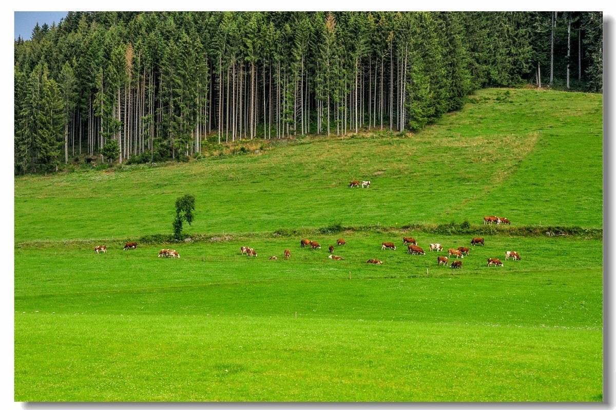 原野德国高黑森林