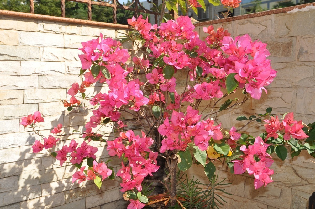 冬日暖阳下那一抹盛开的三角梅