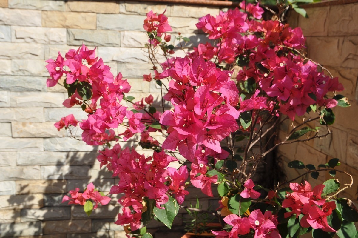 冬日暖阳下那一抹盛开的三角梅