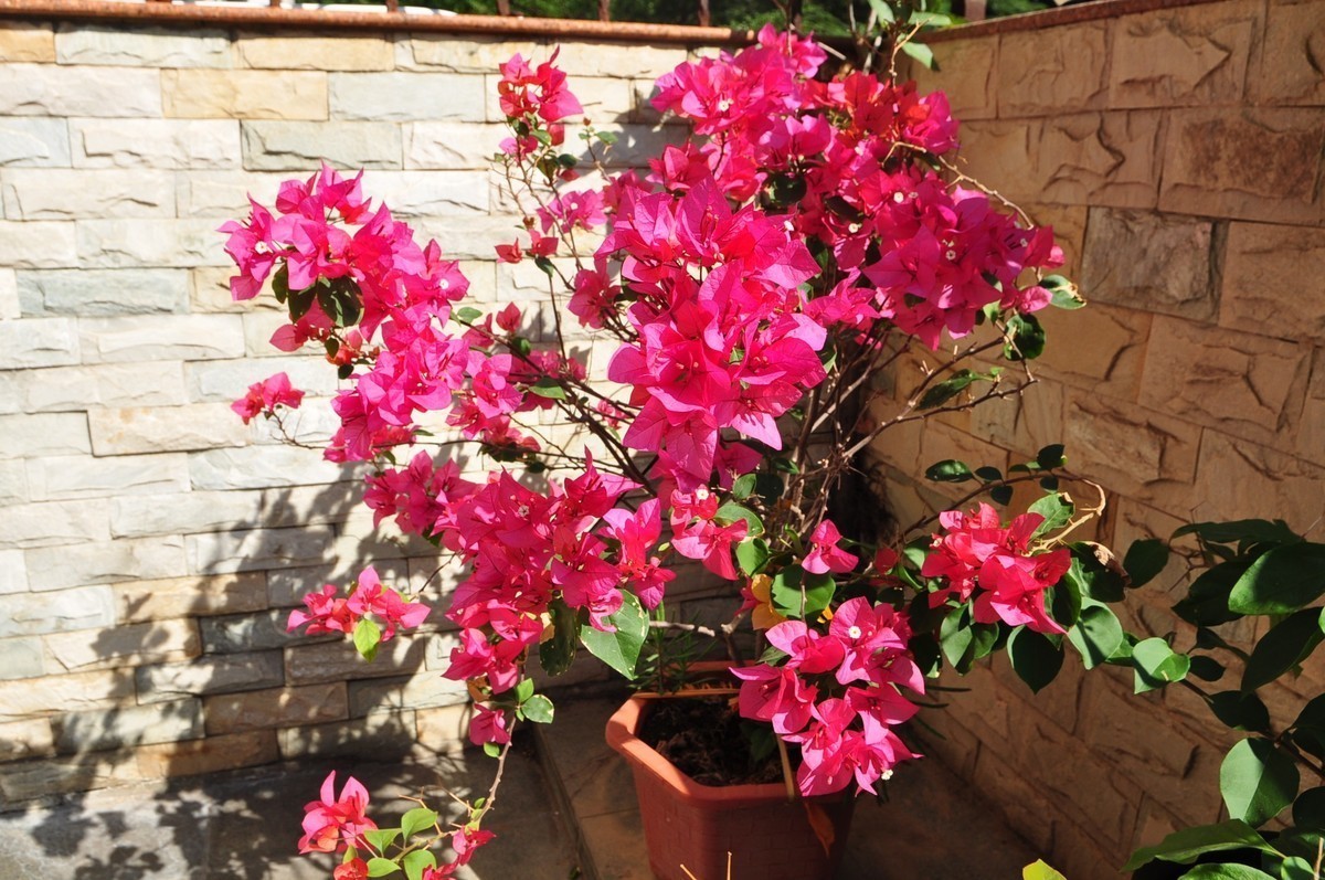 冬日暖阳下那一抹盛开的三角梅