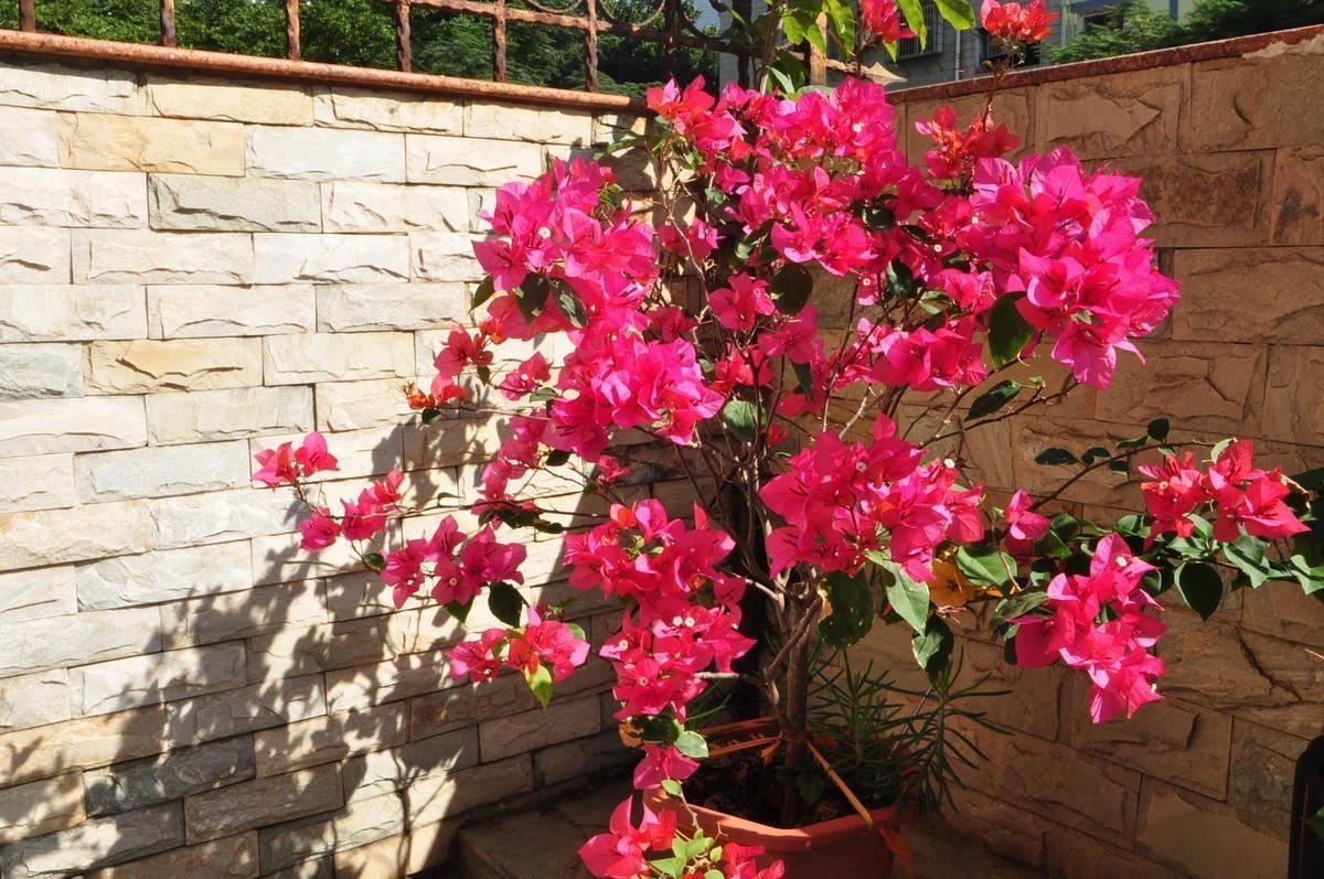 冬日暖阳下那一抹盛开的三角梅