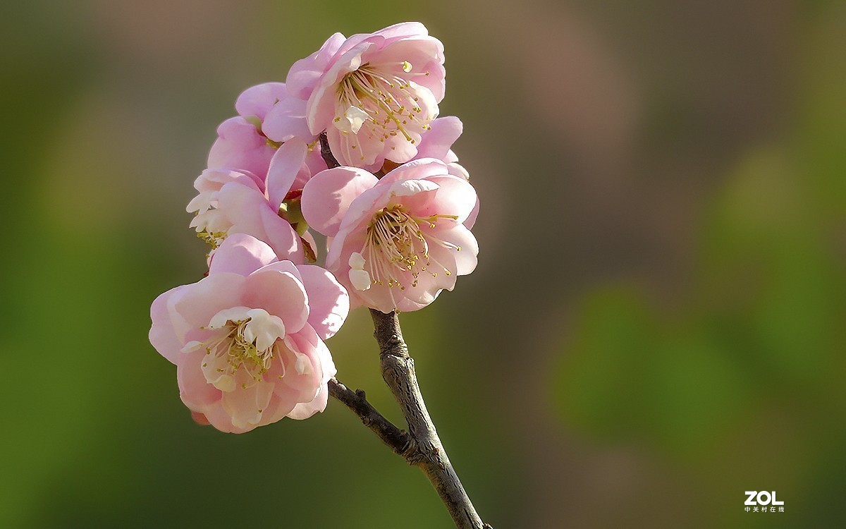 21104今年随拍的梅花15
